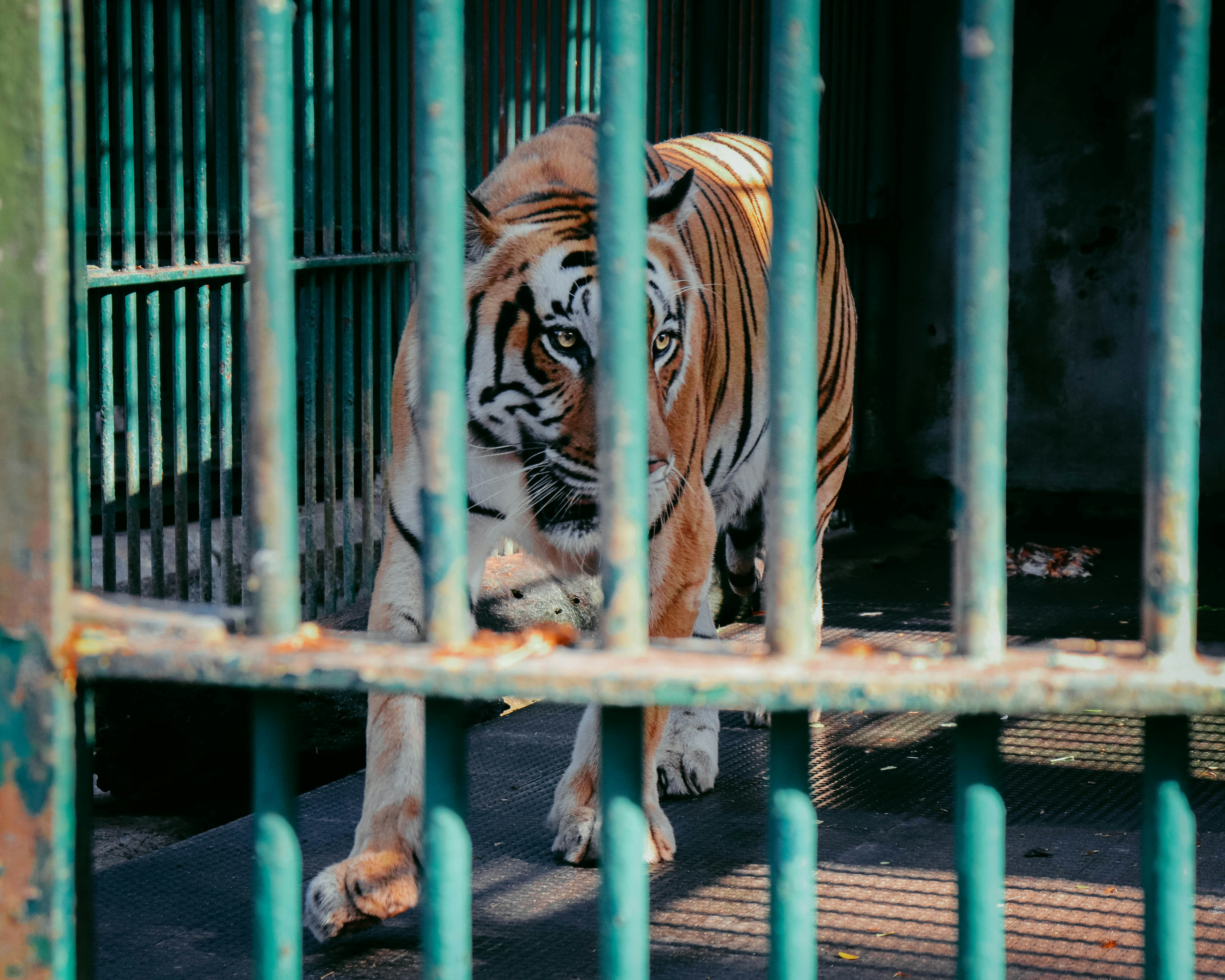 The Evolution of Thinking Machines, as Opposed to that of Humans